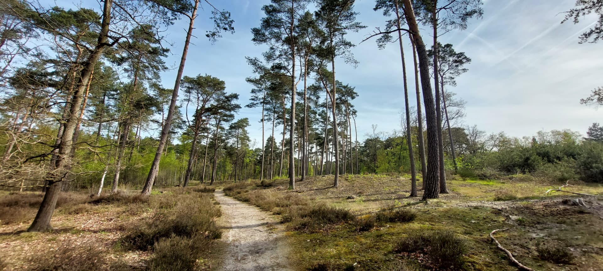 Hardlopen in de bossen bij Bilthoven met hardloopcoach Mike